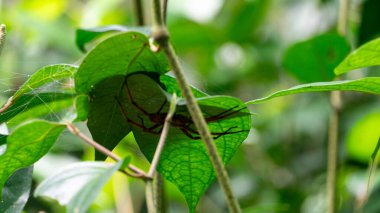 Muz ağacının altındaki büyük örümcek yuvasını yapıyor. - Evet. Yüksek kalite fotoğraf