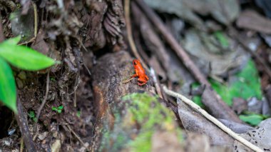 Kosta Rika yağmur ormanlarında bulanık geçmişi olan çilekli zehirli kurbağa Oophaga pumilio 'ya yakın çekim. Yüksek kalite fotoğraf