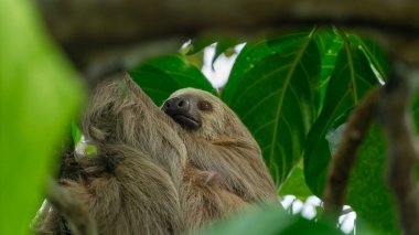 Kosta Rika 'da İki Parmaklı Tembel Esneme. Yüksek kalite fotoğraf