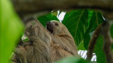 Kosta Rika 'da İki Parmaklı Tembel Esneme. Yüksek kalite fotoğraf