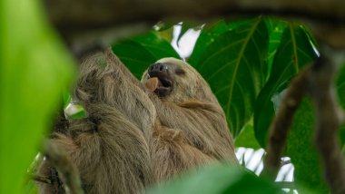 Kosta Rika 'da İki Parmaklı Tembel Esneme. Yüksek kalite fotoğraf