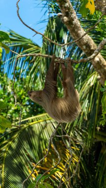Kosta Rika 'daki Cahuita Ulusal Parkı' nda bir tembel hayvan. Yüksek kalite fotoğraf