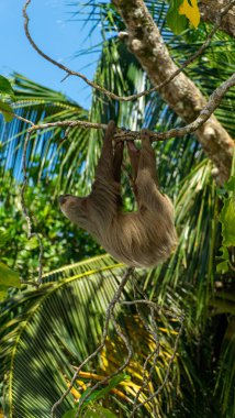 Kosta Rika 'daki Cahuita Ulusal Parkı' nda bir tembel hayvan. Yüksek kalite fotoğraf