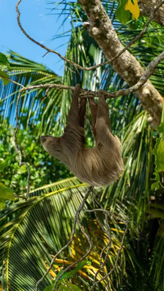 Kosta Rika 'daki Cahuita Ulusal Parkı' nda bir tembel hayvan. Yüksek kalite fotoğraf