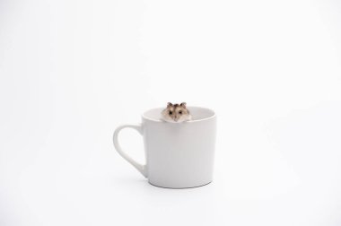 Beyaz arka planda beyaz bardaktan dışarı bakan komik bir hamster.