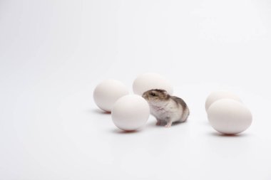 Beyaz yumurtaların arasında yürüyen komik hamster.