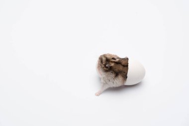 Sevimli bir hamster yumurta kabuğundan sürünerek çıktı ve yumurtadan çıkan bir illüzyon yarattı.