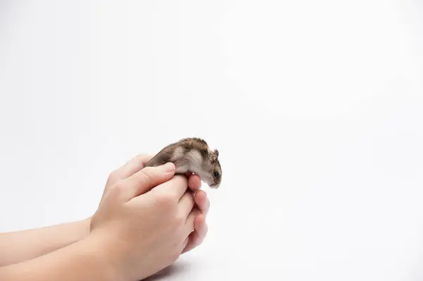 Komik hamster sahibinin ellerinde.