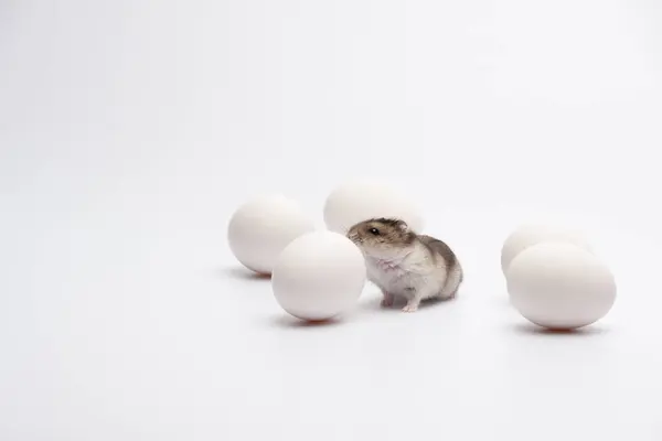Beyaz yumurtaların arasında yürüyen komik hamster.