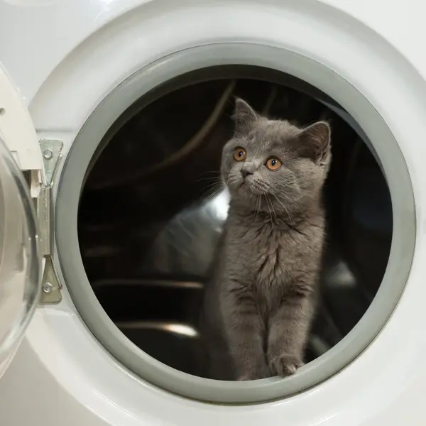 Çamaşır makinesinden ilginç bakışları olan sevimli gri kedi yavrusu çıkıyor.