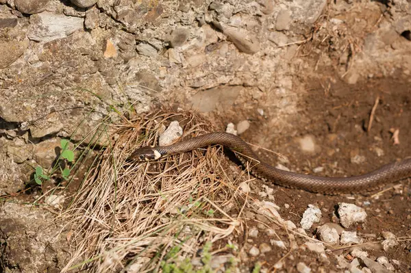 Yılan vahşi doğada avlanıyor.