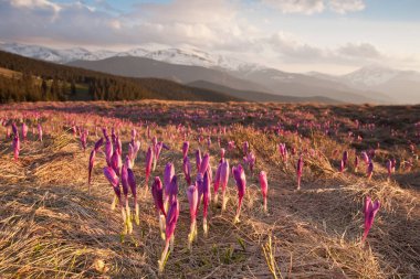 Karpat Dağları 'nda güzel mor krokus çiçekleri. ukraine