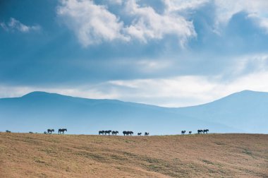 yeşil mera üzerinde ineklerin
