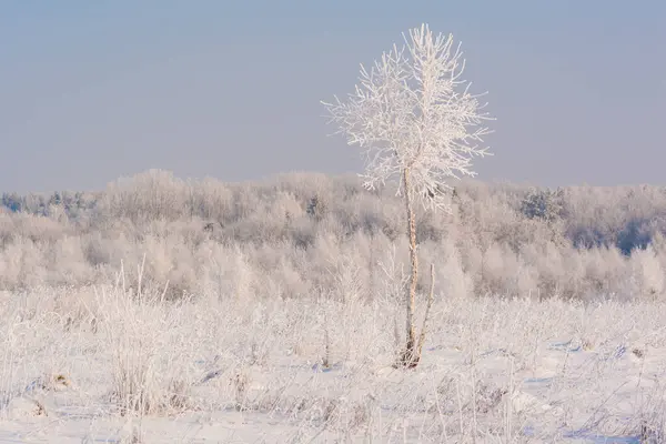 Kış manzarası. Soğuk bir sabahta, tüm bitkiler ve ağaçlar kırağı kaplamıştı.