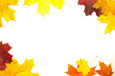 Beyaz arkaplanda düşmüş akçaağaç yaprakları olan renkli çerçeve