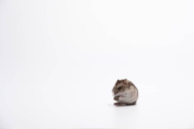 Beyaz arka planda oturan tatlı hamster tohumları yiyor.