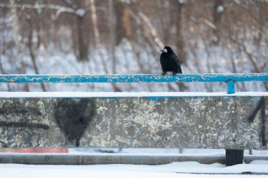 Korkulukta oturan gri karga