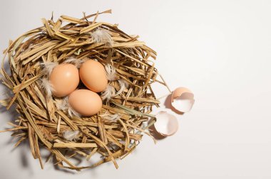 Beyaz arka planda yumurtaları olan kuş yuvasının üst görüntüsü