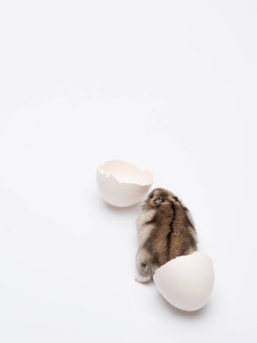 Sevimli bir hamster yumurta kabuğundan sürünerek çıktı ve yumurtadan çıkan bir illüzyon yarattı.