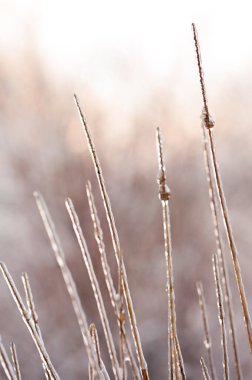 Bitkilerin dalları kalın bir buz tabakasıyla kaplıdır.