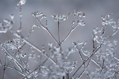 Bitkilerin dalları kalın bir buz tabakasıyla kaplıdır.