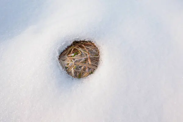 Erimiş kardan oluşan yuvarlak bir nokta. Çimlerin göründüğü yer.