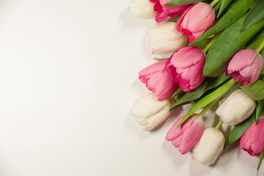 Beyaz arka planda pembe ve sütlü laleler.