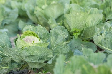 Evde sebze yetiştiriyorum. Olgunlaşmış lahanalı bir yatak..