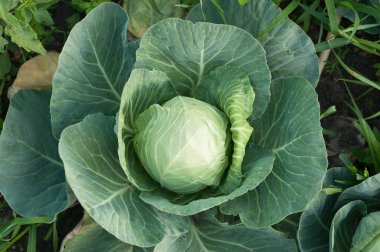 Evde sebze yetiştiriyorum. Olgunlaşmış lahanalı bir yatak..