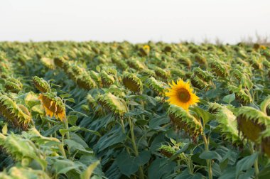 Ayçiçeği tarlasında olgunlaşan yeni bir hasat var. Ukrayna 'nın tarım sektörü