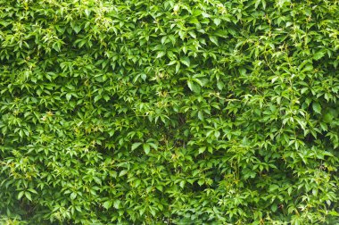 Duvar genç bir sarmaşık sarmaşığıyla örtülmüş..