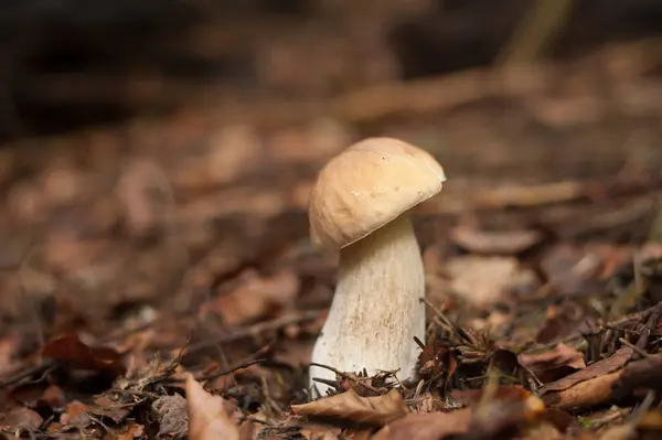 Sonbahar ormanlarında büyüyen Boletus.