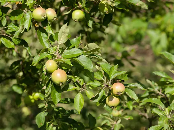 Olgunlaşmamış meyveli bir elma dalı