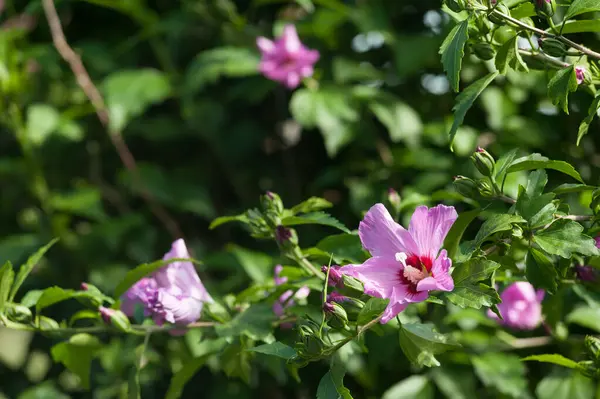 Güzel mor amber çiçekleri olan bir dal