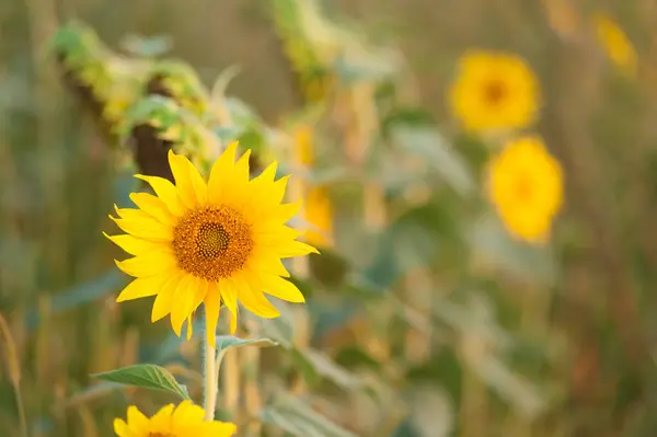 Ayçiçeği tarlasında olgunlaşan yeni bir hasat var. Ukrayna 'nın tarım sektörü