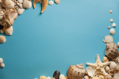 Açık mavi arka planda deniz yıldızı ve deniz kabukları olan bir çerçeve.