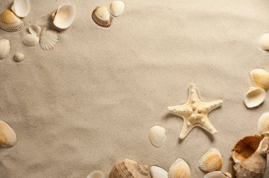 Deniz kabukları ve deniz yıldızlarının kumlu bir kumsalın dokulu yüzeyindeki bileşimi.