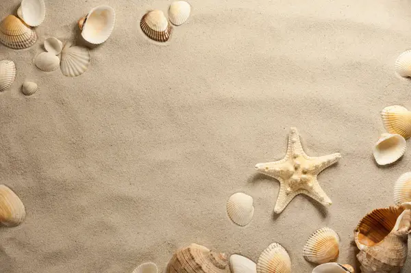 Deniz kabukları ve deniz yıldızlarının kumlu bir kumsalın dokulu yüzeyindeki bileşimi.