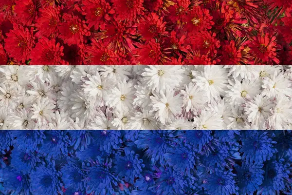 Hollanda 'nın ulusal bayrağının dokusu. Çiçek düzenlemesi