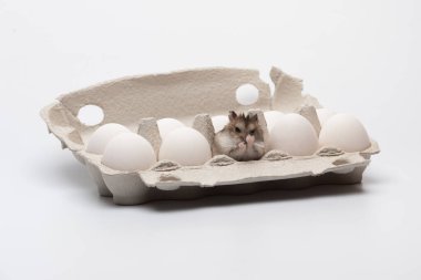 Komik hamster yumurtalarla kutuda sürünüyor.