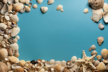 Açık mavi arka planda deniz yıldızı ve deniz kabukları olan bir çerçeve.
