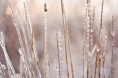 Bitkilerin dalları kalın bir buz tabakasıyla kaplıdır.