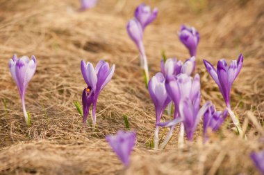 Ormandaki çimlerin üzerinde mor bahar çiçekleri