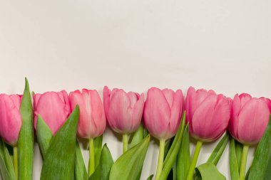 Beyaz arka planda pembe ve sütlü laleler.