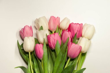 Beyaz arka planda pembe ve sütlü laleler.