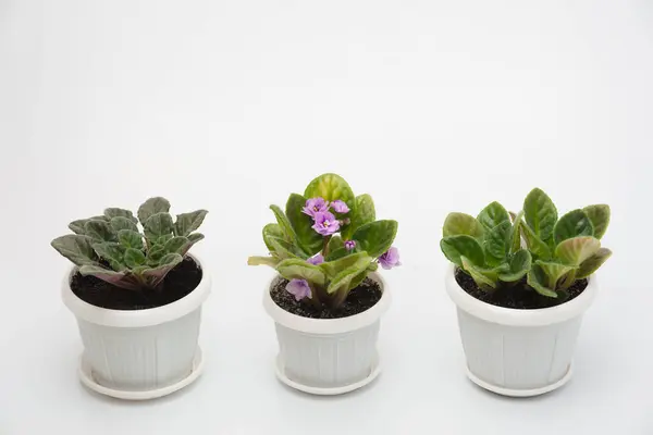 Beyaz arka planda iç menekşeli beyaz saksılar