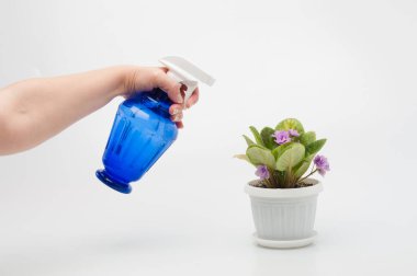 Ev bitkilerini ilaçlama işlemi