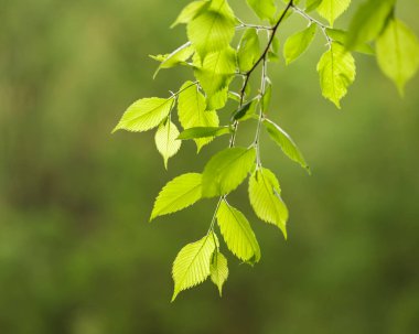 Bulanık arkaplanda yağmur damlaları olan parlak yeşil yapraklar