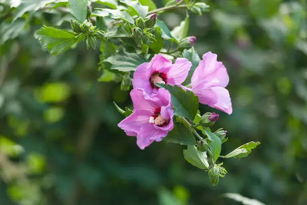 Güzel mor amber çiçekleri olan bir dal