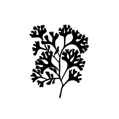 Okyanus ve Deniz, Botanik illüstrasyonu. Siyah mürekkep, çizgi, karalama tarzı. 